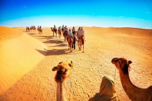Camel Safari with Optional Bedouin Dinner