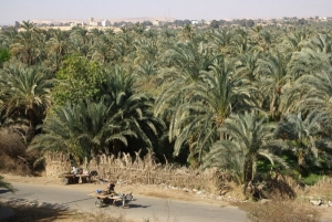 Bahariya Oasis